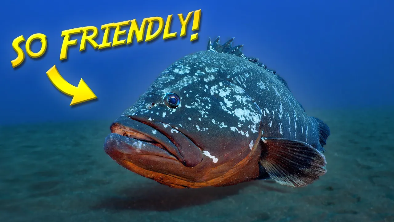 We found the World's Friendliest Grouper!