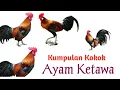 Download Lagu Suara Kokok Ayam Ketawa yang Lucu dan Unik