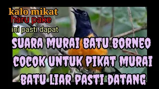 suara murai batu borneo cocok untuk pikat murai liar