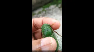 turaes tonggeret ewer ewer hijau garengpung 