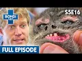 Old Spider Monkey s Horribly Infected Mouth Bondi Vet Season 5 Ep 16 Bondi Vet Full Episodes