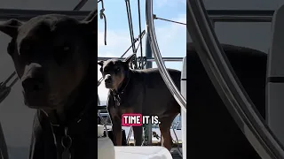 #Fyp #dream #doberman #pets #youtube