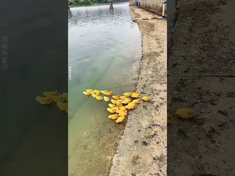 Boy Tried Everything.. But They 🐥 Always Came Back 💛