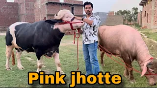 Eid pr aaye sabse alag hee jhotte || bakra Eid ll @Bull.Rider-Vlogs