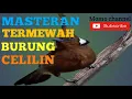 Download Lagu MASTERAN BURUNG CELILIN MP3 || full tembakan