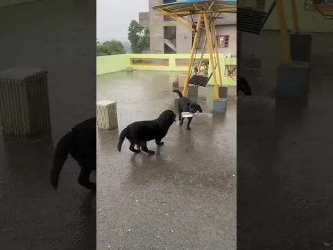 Lucky And Joy Loves Rain😍 #doglover