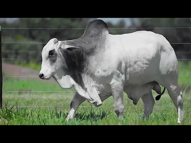 Garrote Nelore GLMP - 1565