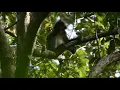Phayre's Leaf Monkey/ Phayre's Langur