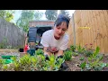 Download Lagu creating my DREAM GARDEN (+ many more home updates)