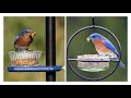 Download Lagu Attracting Bluebirds