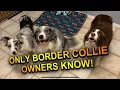 Things only border collie owners would know