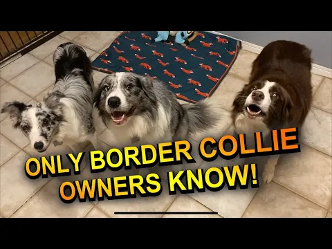 Download MP3 Things only border collie owners would know!