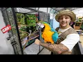 Building My EXOTIC BIRD a NEW CAGE Inside