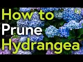 How to Prune Hydrangea A Martin Masterclass - Pots Trowels