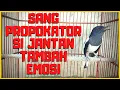 Suara Kacer Betina Birahi Memancing Kacer Jantah Dijamin Langsung Gacor Konslet