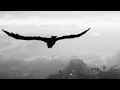 Pan-Pot, Eli Brown - Coming In Heavy