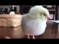 Download Lagu Baby chick sounds like a fire alarm