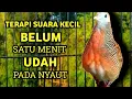 Download Lagu Perkutut Betina Memanggil Jantan Suara PALING BERHASIL Memancing Perkutut Jantan Langsung Manggung
