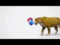 Swisscom Leopard Locarno