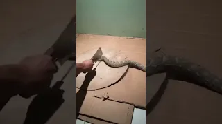 قطع راس ثعبان شوف رد الفعل لثعبان  قطع راس ثعبان شوف رد الفعل لثعبان