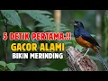 Lagu TERBUKTI AMPUH! Pancingan Murai Batu Ini Bikin Murai Macet Langsung Ikut Bunyi