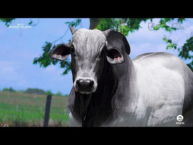 Touro Nelore MLML - 1997