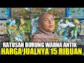 Lagu UPDATE HARGA BURUNG LOVEBIRD TERBARU HARI INI DIKIOS PASAR BURUNG PRAMUKA