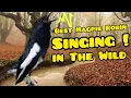 Lagu Sound Bird | Magpie Robin Singing In The Wild