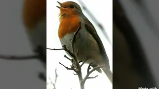 تغريد أبو الحناء الأوروبي Rouge Gorge 