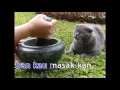 Download Lagu SEDAP TAK NASI LEMAK (OFFICIAL MV)