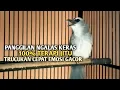 Lagu Trucuk BETINA memanggil Jantan Suara Birahi Ngecuplik 100% pancingan trucukan gacor agar BUNYI EMOSI
