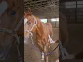 worming a difficult horse