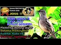 Download Lagu Masteran Burung Luar Negeri Suara Unik - Burung Bahama Mockingbird  (Mimus Gundlachii)