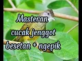 Download Lagu masteran cucak jenggot besetan + ngepik, di jamin masuk le burung ksayangan anda.....