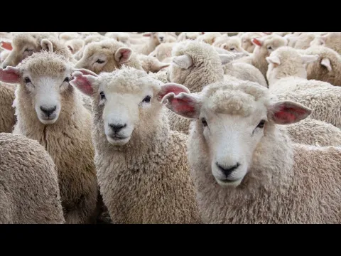 Download MP3 Sheep Sound Effect