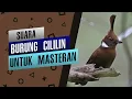 Download Lagu Suara Cililin Jernih Untuk Masteran 100% Ampuh