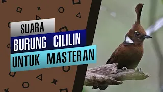 suara cililin jernih untuk masteran 100 ampuh