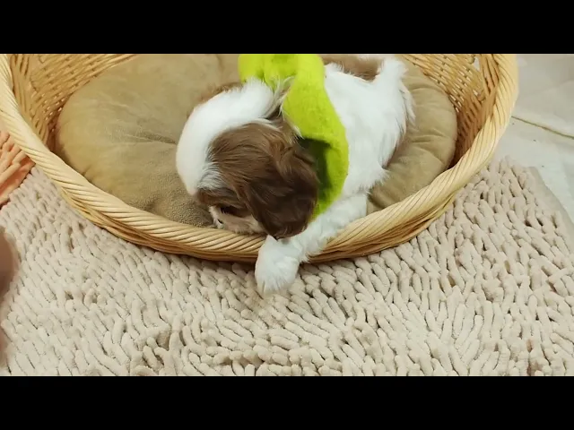 動画
