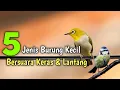 Download Lagu 5 Jenis Burung Kecil Bersuara Keras dan Lantang