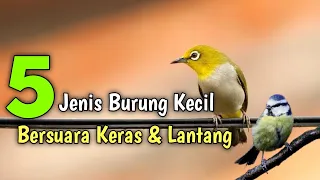 Download 5 Jenis Burung Kecil Bersuara Keras dan Lantang MP3