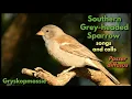 Lagu Southern Grey-headed Sparrow's songs and calls