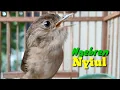 Download Lagu SUARA PANCINGAN BURUNG FLAMBOYAN GACOR FULL ISIAN NYULING