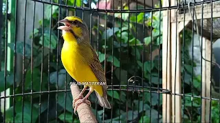 masteran terbaik burung mozambik macet ikut bunyi bikin gacor 
