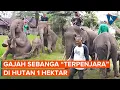 Kisah Gajah Sebanga, Menjaga Napas Terakhir Hutannya