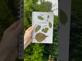 These nature stickers with pressed fruit leaves were so easy They are fun for journal decorating
