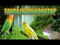 masteran murai batu ampuh HQ tanpa iklan nonstop