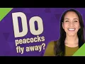Do peacocks fly away