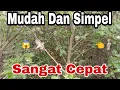 Download Lagu Cara Memikat Burung Remetuk Laut||Siur siur tambak Bagi Pemula