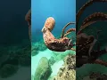 Download Lagu #ocean #octopus #viral #viralvideo #shortvideo #shorts #short #video #youtube #youtubeshorts #viral