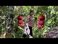 Download Lagu A single mother picks rare wild bananas to sell at the market. Delicious stewed pumpkin and chicken.